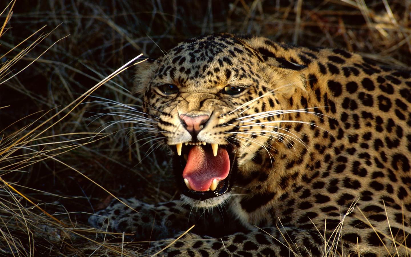 HD Animal Wallpaper