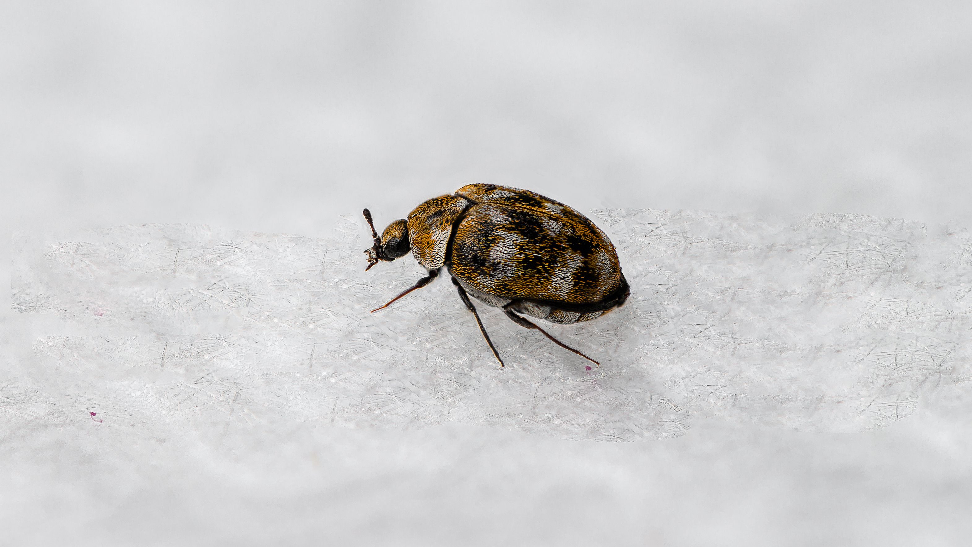 Carpet Beetles Life Cycle Wallpaper