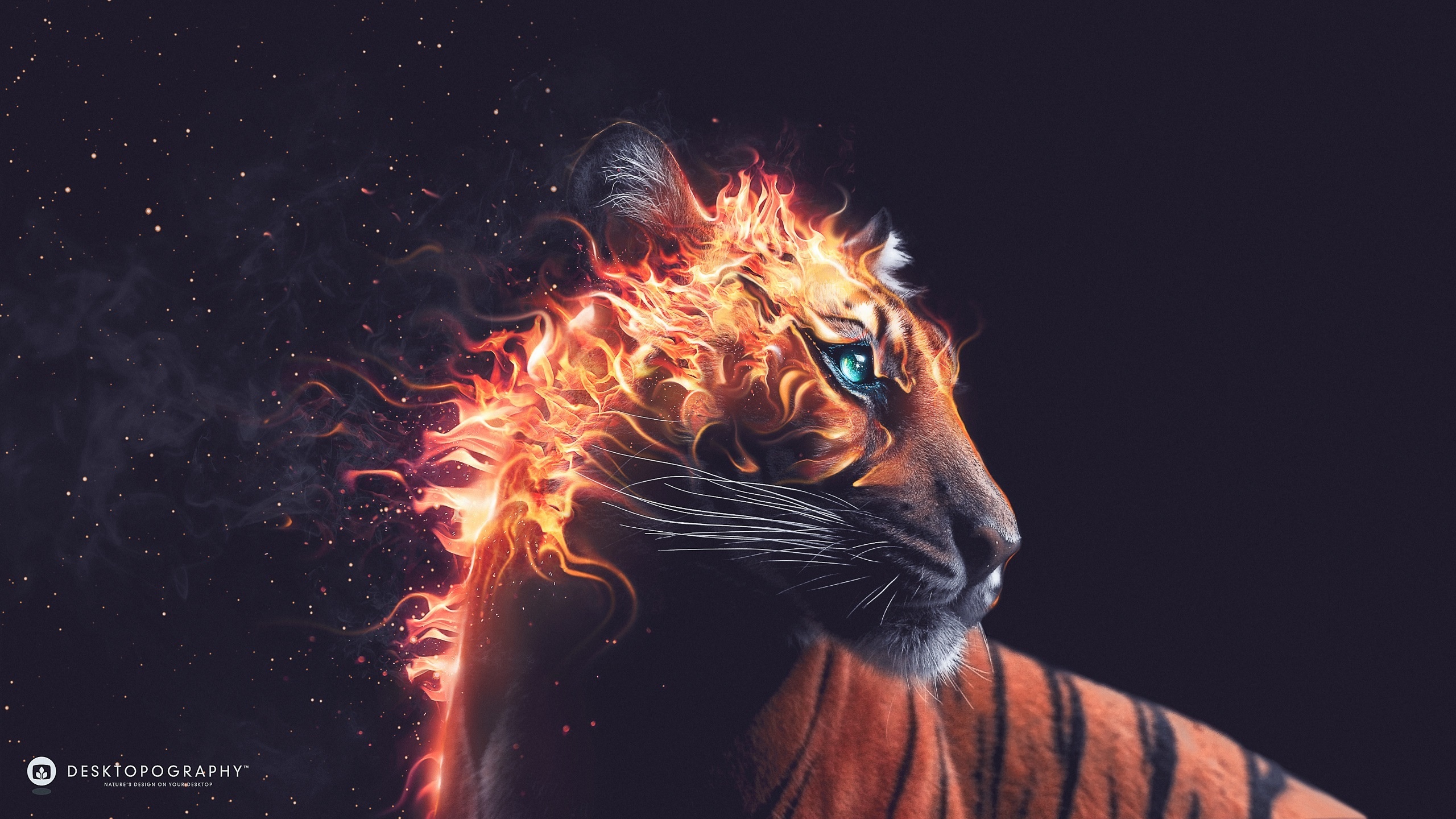 Tiger Fire Wallpaper HD
