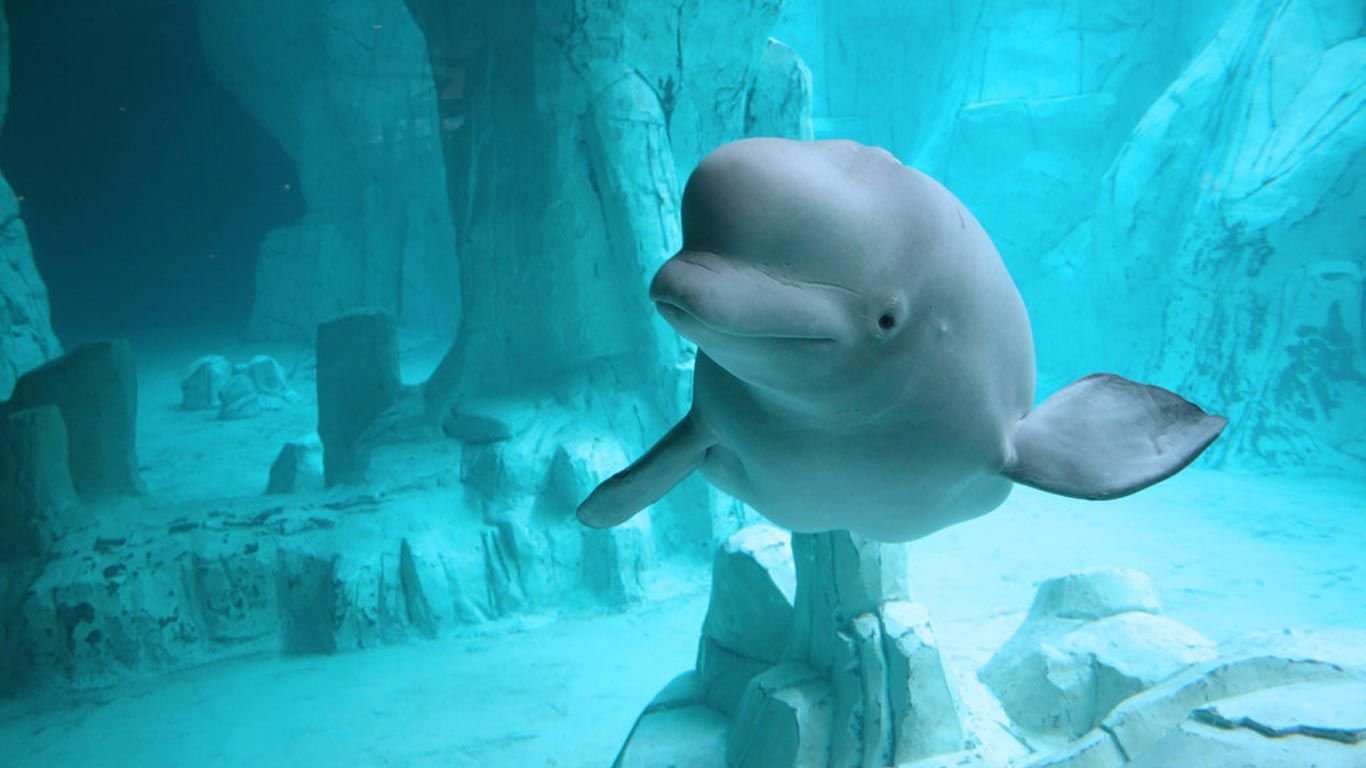 Beluga Whale Wallpaper Delfines Animales Ballenas