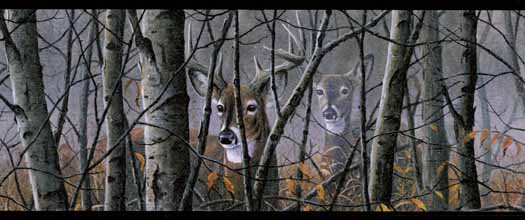 Free download deer Wallpaper Border Wallpaper inccom [525x220] for your