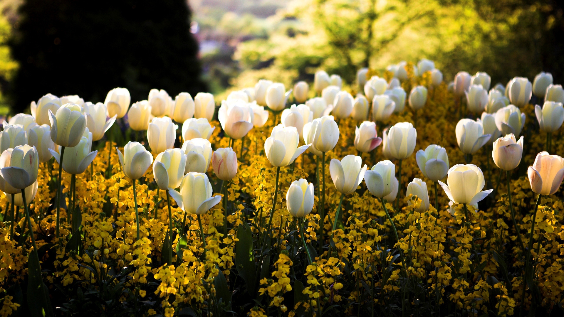 Tulips Flowers Flowerbed Park Spring Full HD 1080p Background