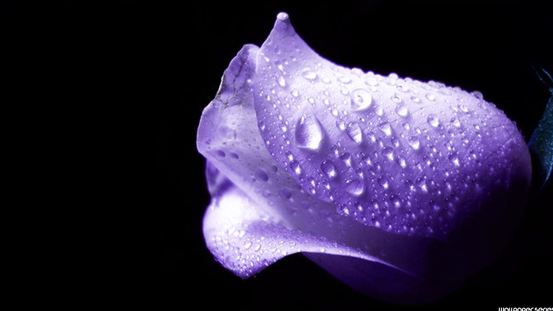 A close-up of a single purple rosebud, glistening with water droplets against a dark background