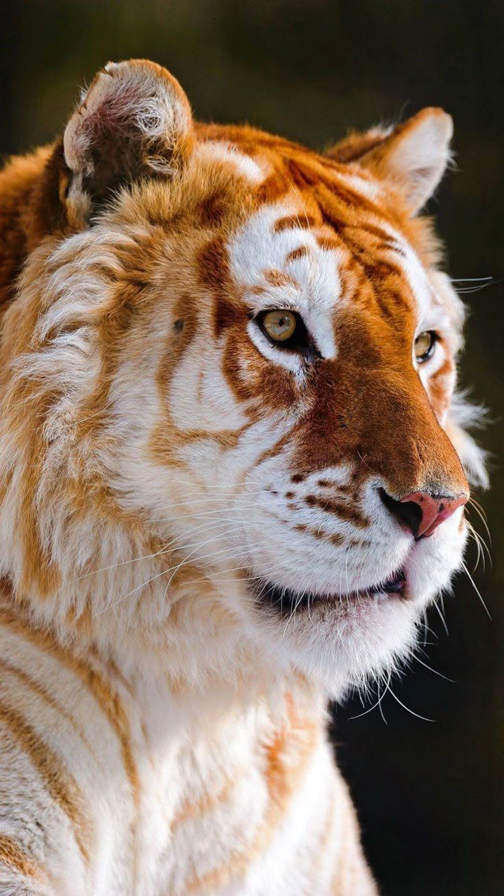 Tiger iPhone Wallpaper On