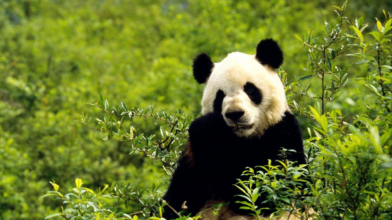 Cute Panda HD Wallpaper With