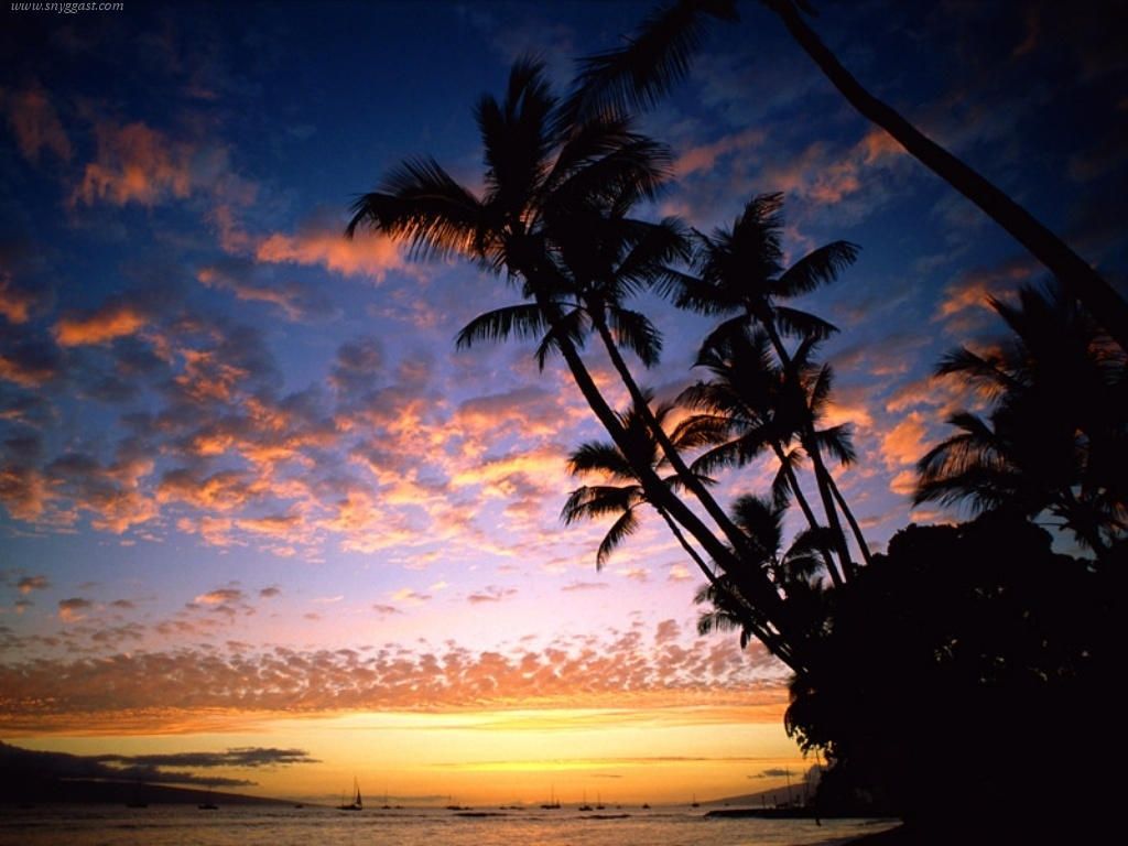 download Tropical Sunset wallpaper