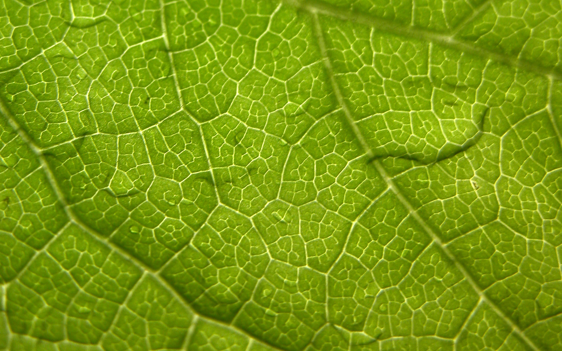 Green Leaf Wallpaper Stock Photos