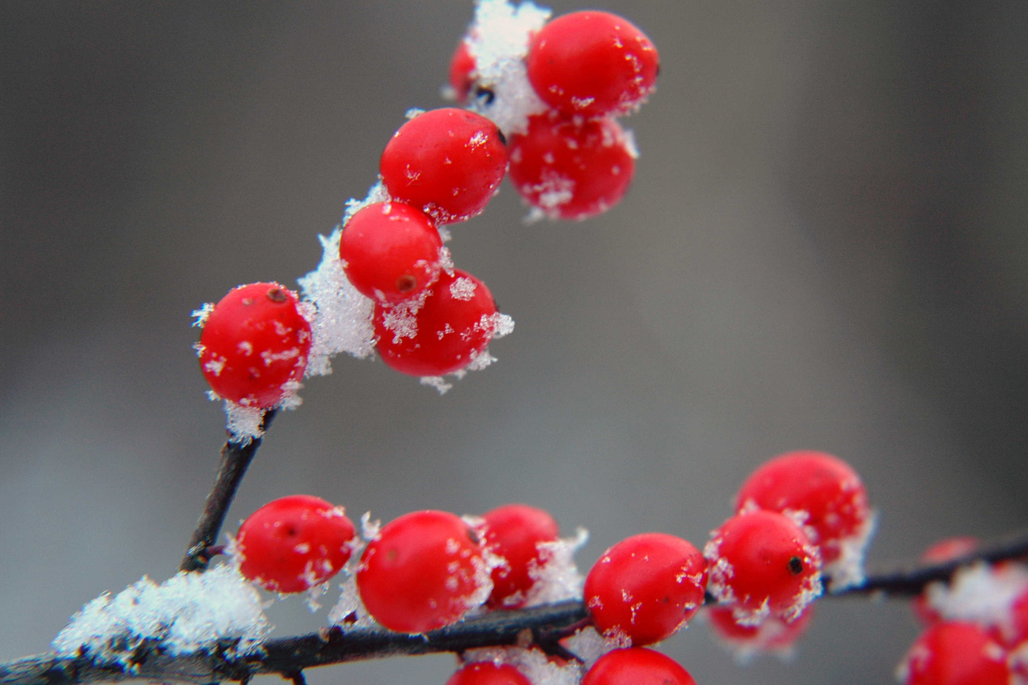 Free download Winter Berries by