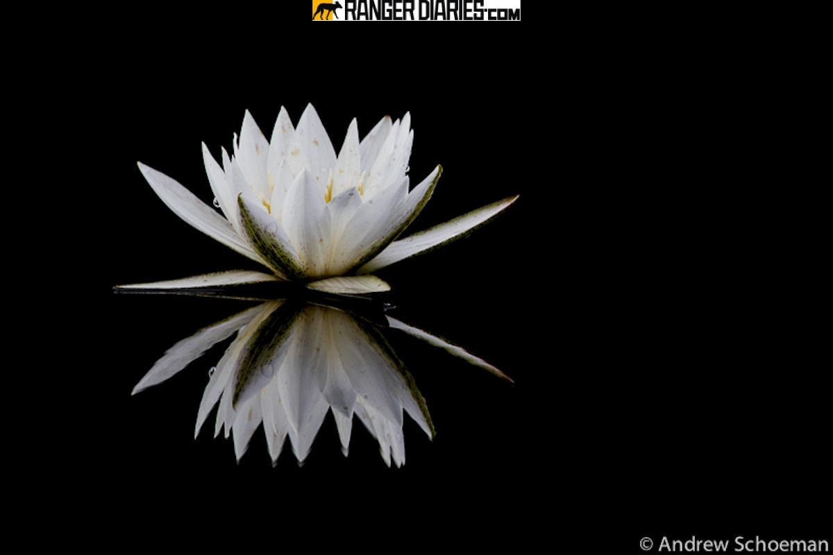 National Geographic Wallpaper Flowers