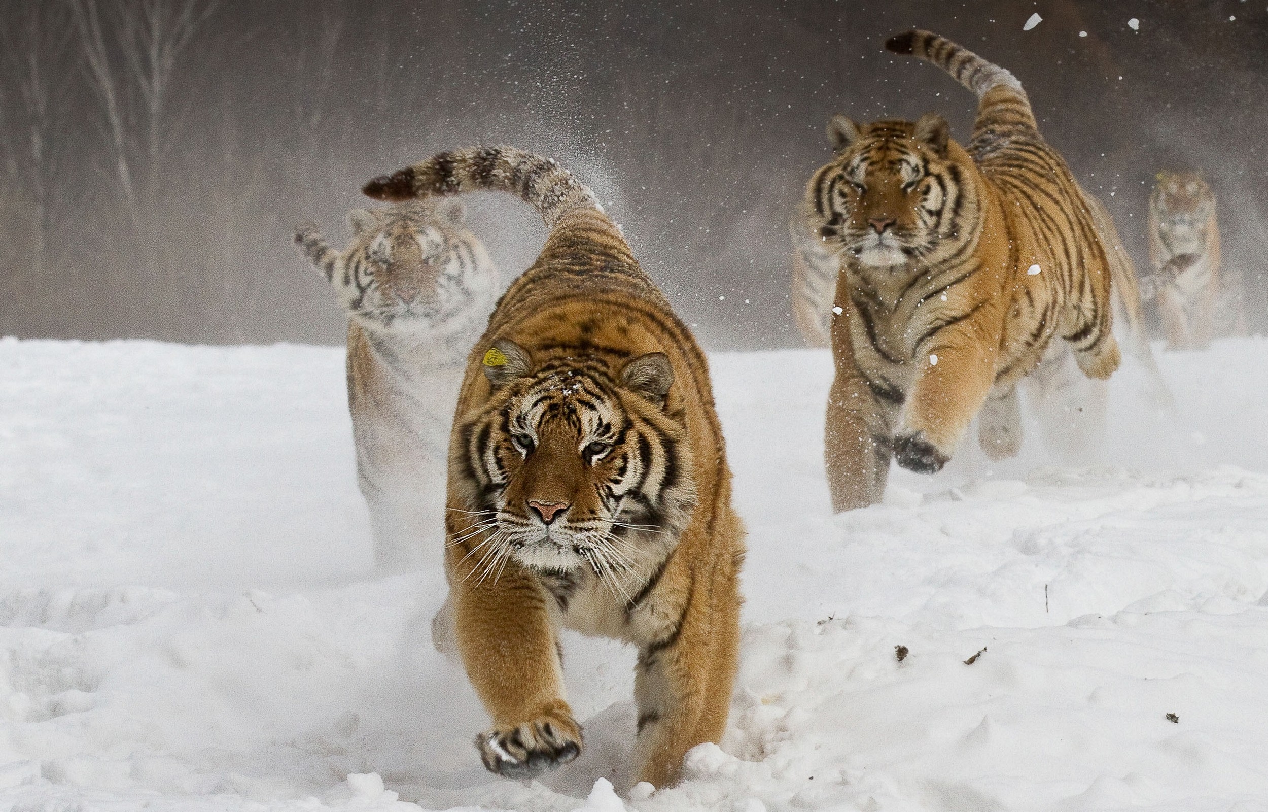Four Siberian Tigers Running in the Snow