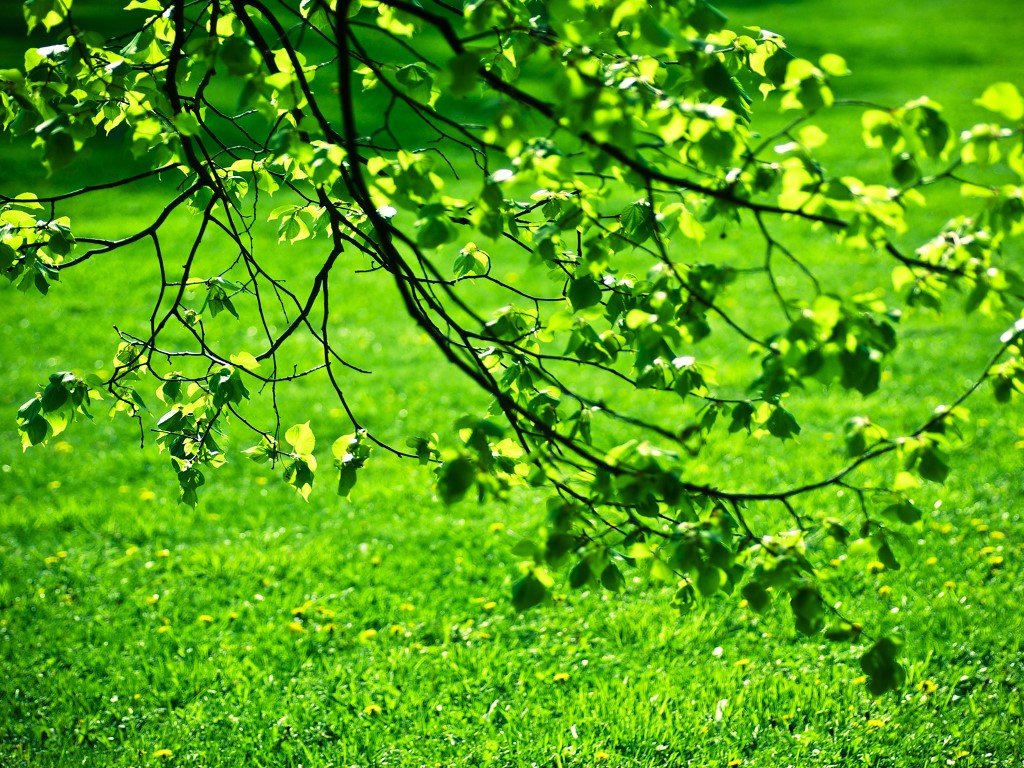 Desktop Nature Wallpaper Green Sceneries Pictures