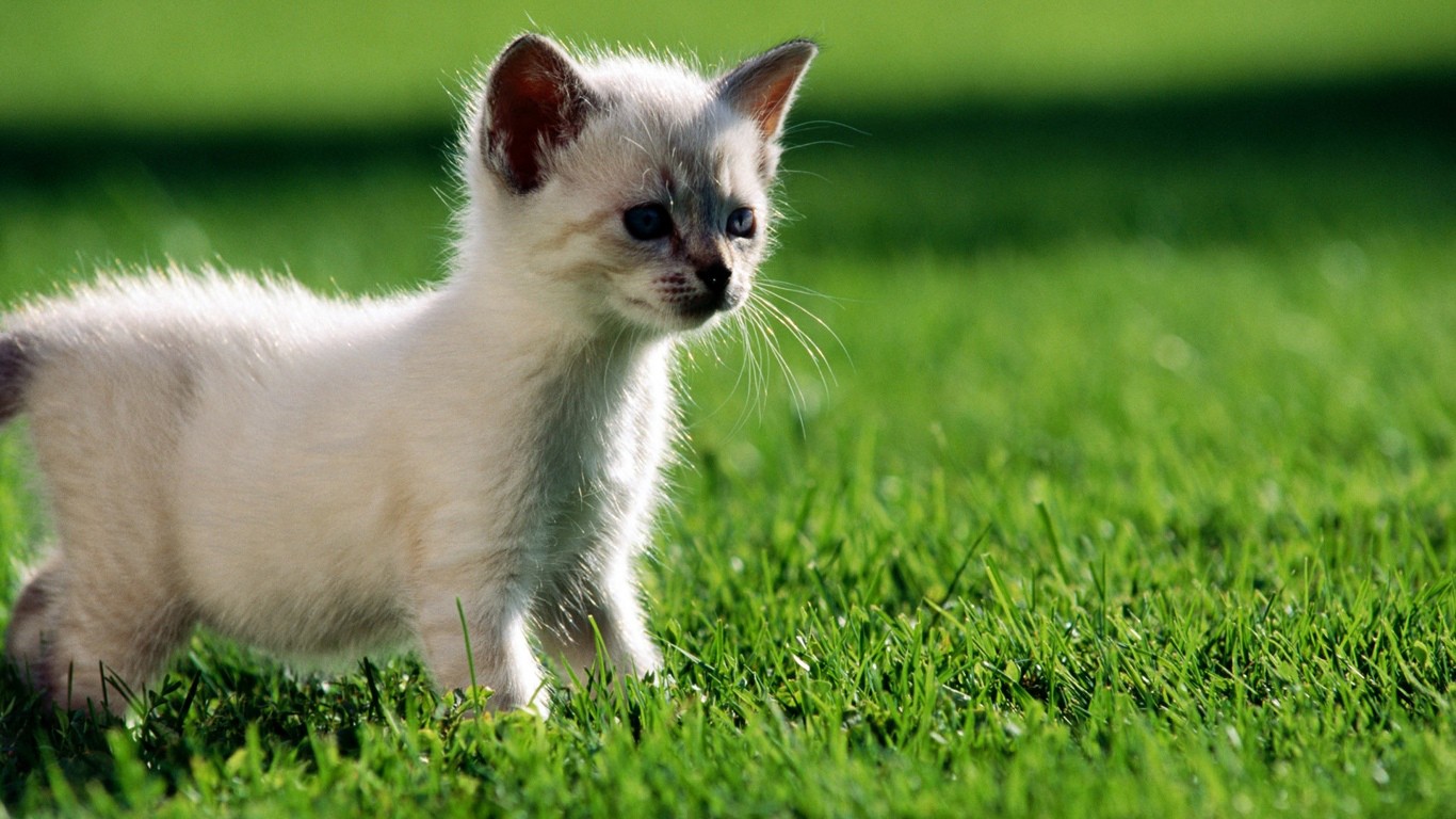 Wild Animal Wallpaper Best Travel