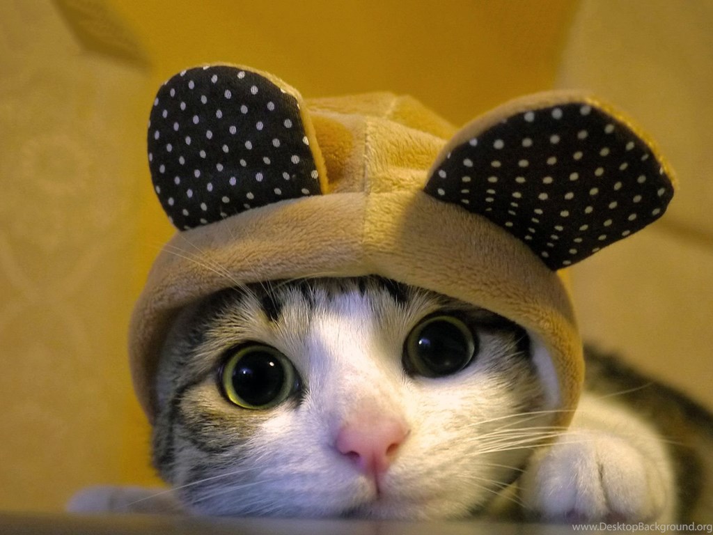 Cute Dressed Cat Wallpapers Pictures Photos Images