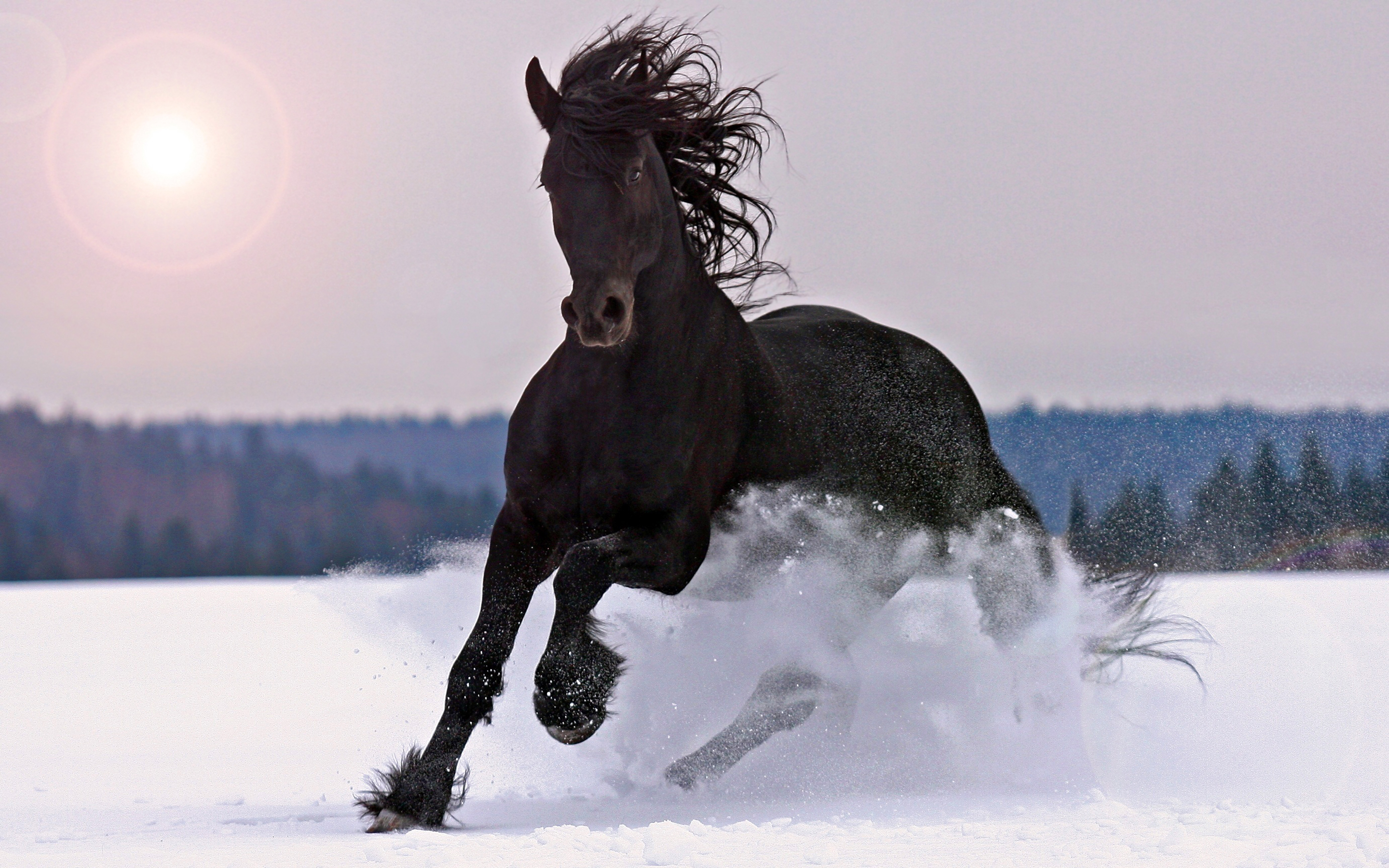 Large Black Horse Galloping In Snow Beautiful Desktop Wallpaper HD