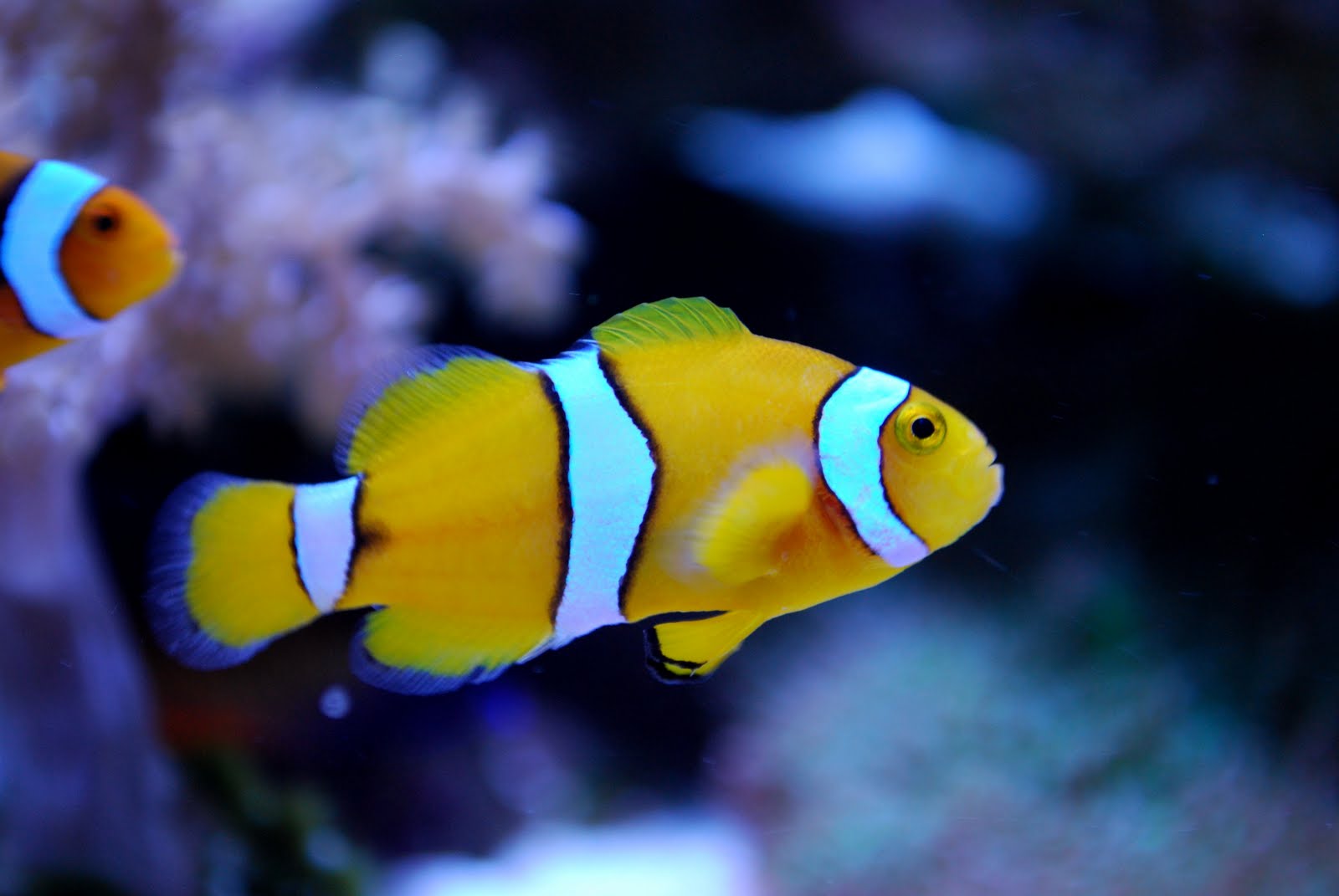 Yellow Percula Clown Fish Background Image Red