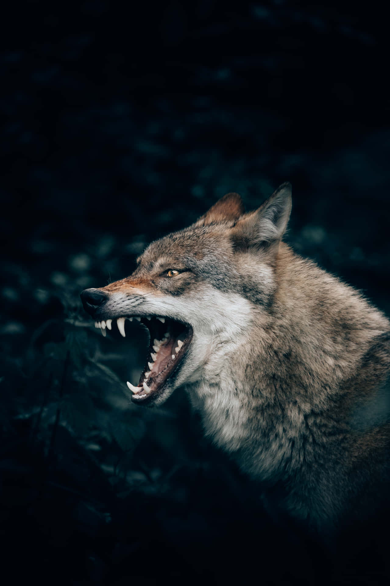 Wolf Aesthetic Wallpaper