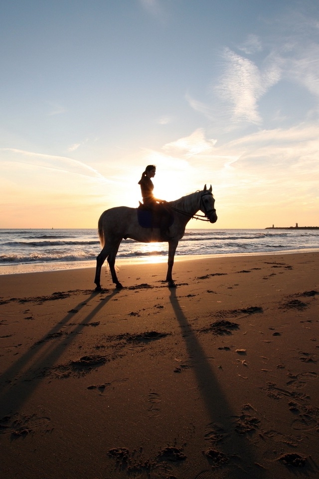 Horse On The Beach iPhone HD Wallpaper
