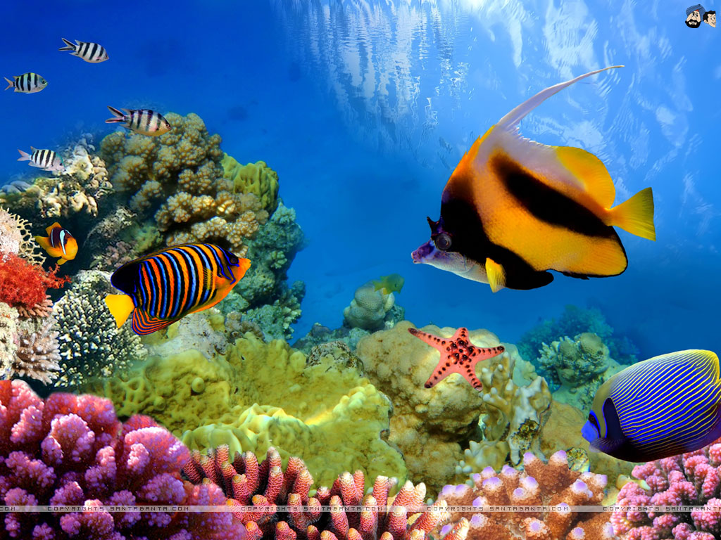 Reef aquarium aquatic blue coral nature orange pink sea submarine  HD phone wallpaper  Peakpx