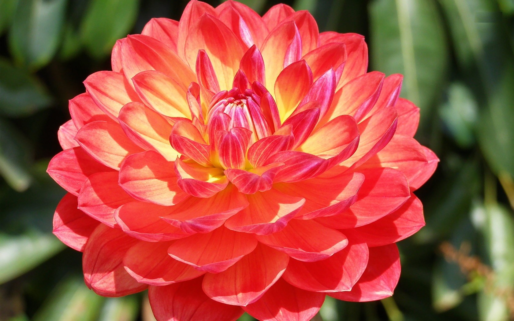 Dahlia Flower HD Wallpaper Image Cool