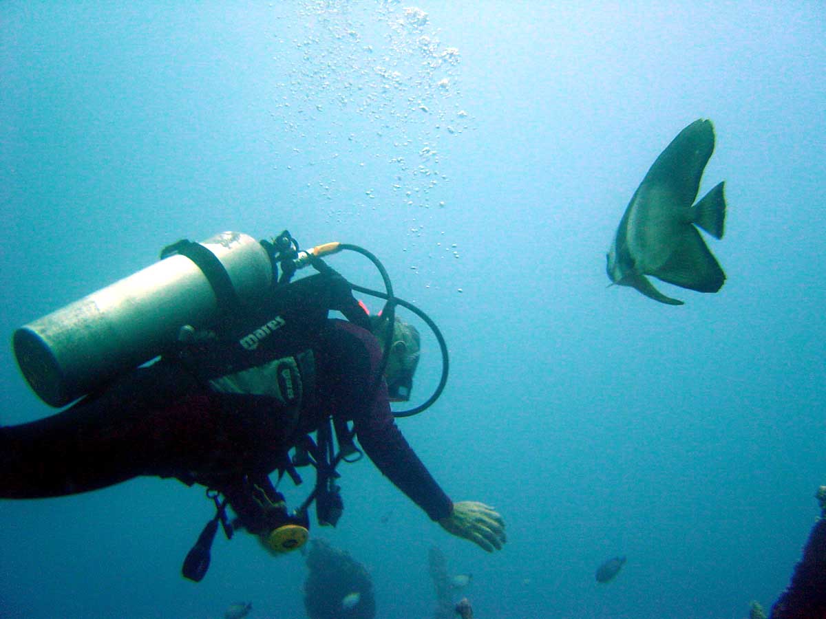 free download free download underwater scuba diving news hd wallpaper