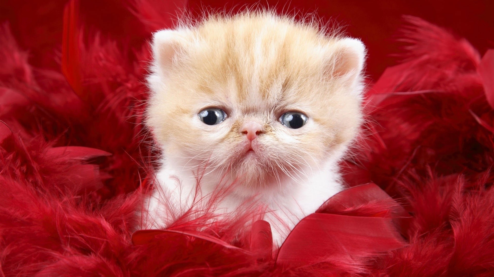 Cute Kitten In Red Feathers Wallpaper