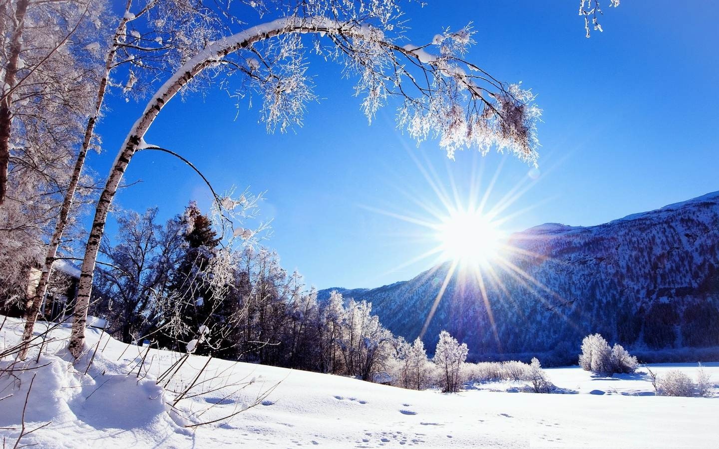 Winter Snow Mountains Trees White Scenery Dazzling Sunshine