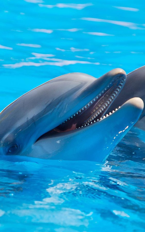 Dolphins Live Wallpaper Android Apps And Tests Androidpit