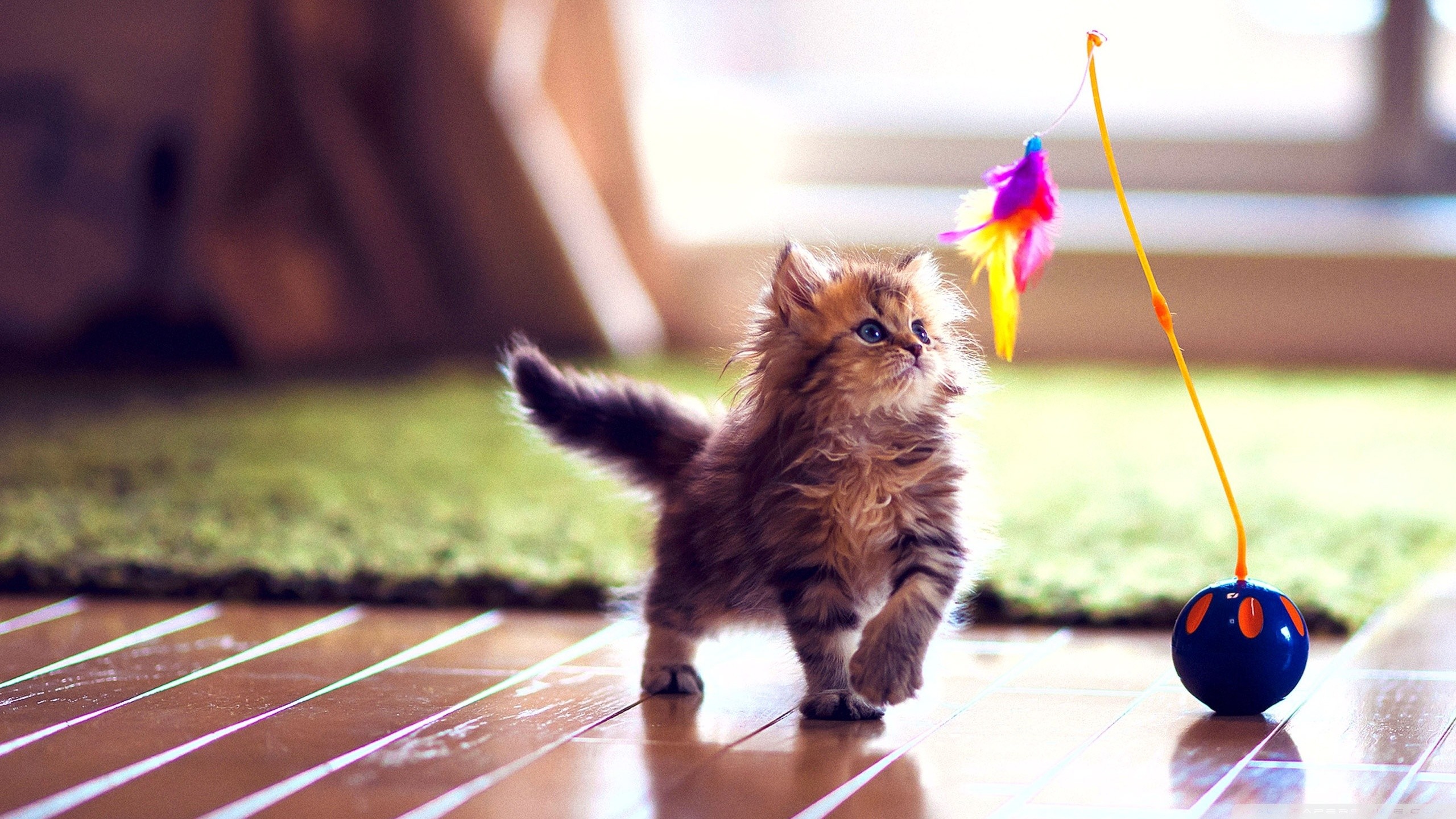 An adorable fluffy kitten plays with a colorful feathered toy on a wooden floor