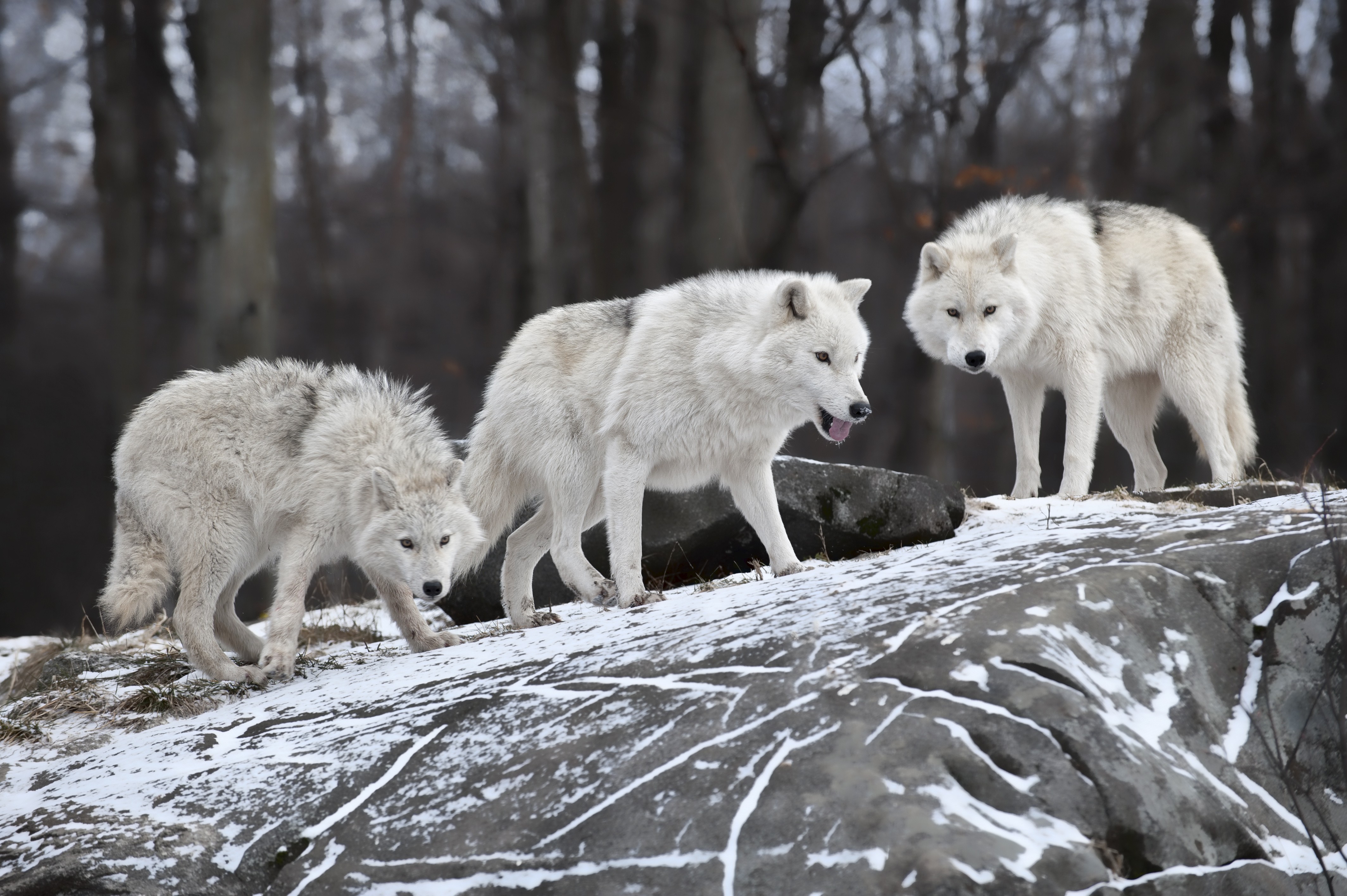 Arctic Wolf Puter Wallpaper Desktop Background Id