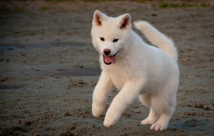 Very Cute White Akita Inu Puppy Jumping Puppies Wallpaper Picture