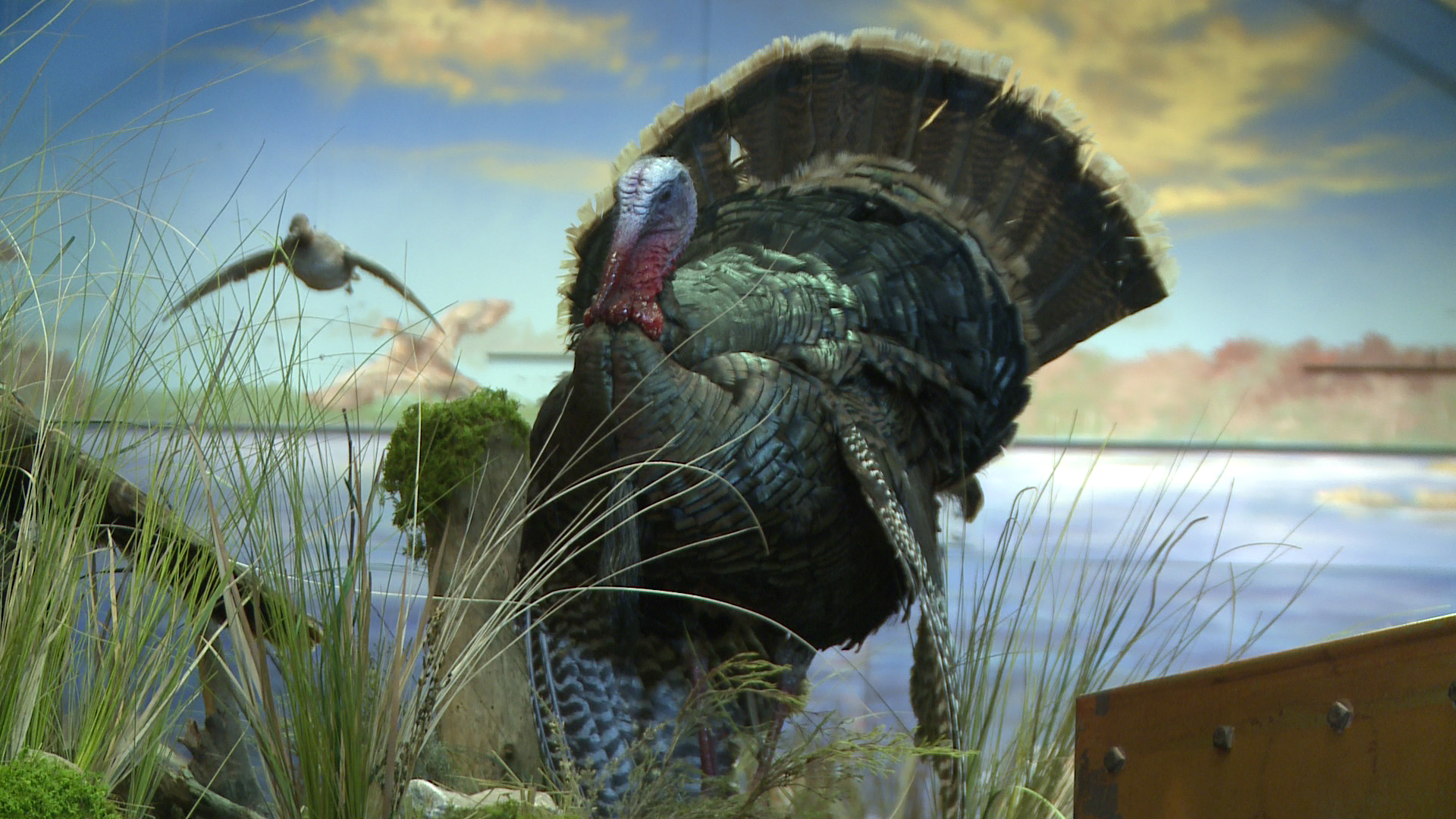 Mo Wild Turkey Season Starts April Komu Columbia