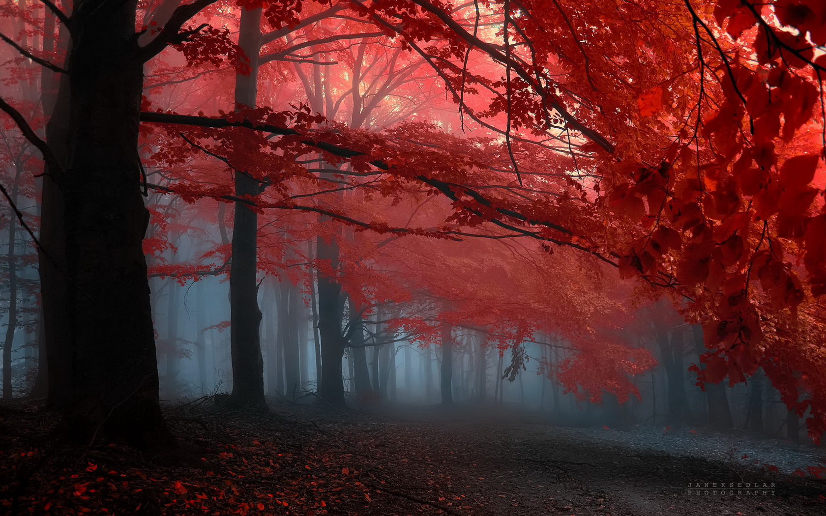 Tree Red Leafs Forrest Wallpaper