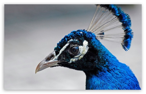 Tropical Blue Bird HD Desktop Wallpaper Widescreen High Definition