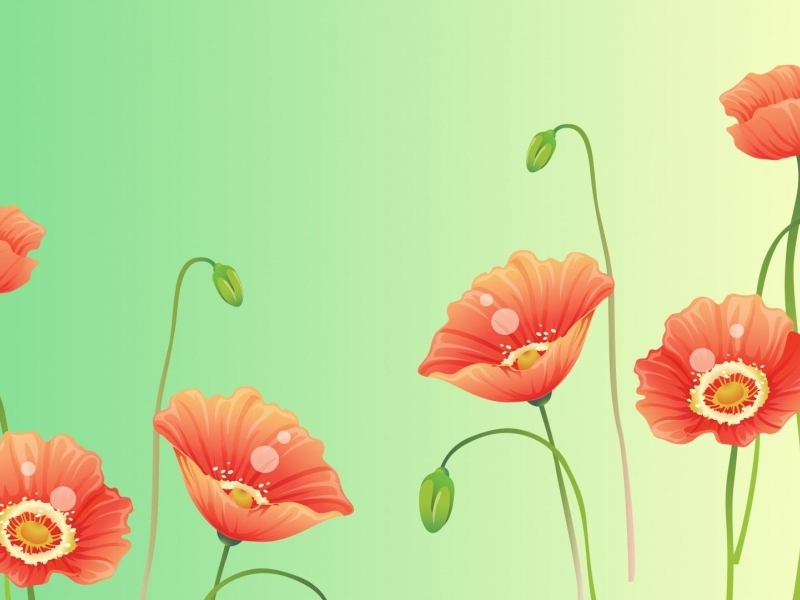 Poppy Flower Wallpaper In Flowers Plants With All