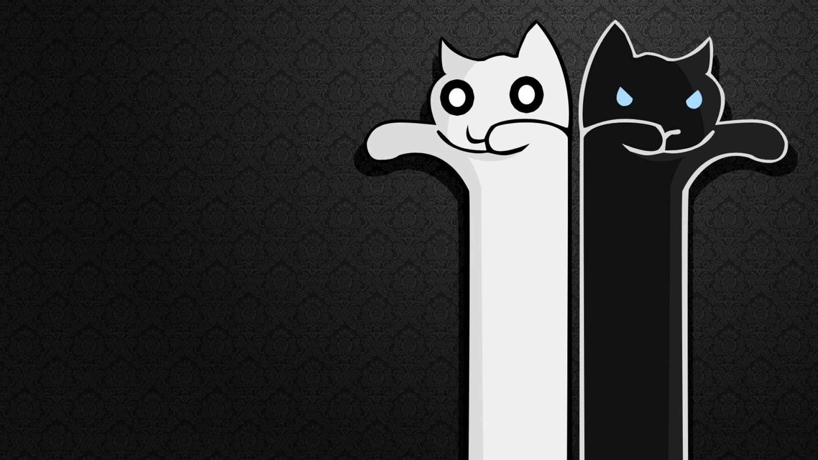 Long Cats Funny White Black HD Wallpaper Epic Desktop Background