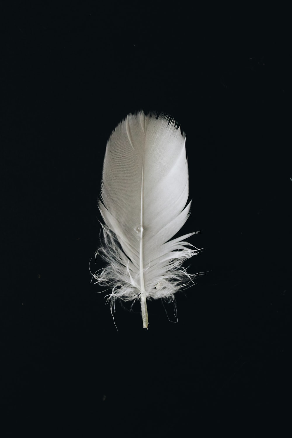 White Feather Pictures Image