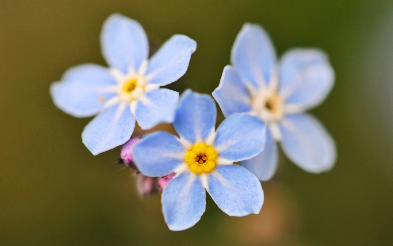 three small purple blue flowers 1280x800 wallpaper download page