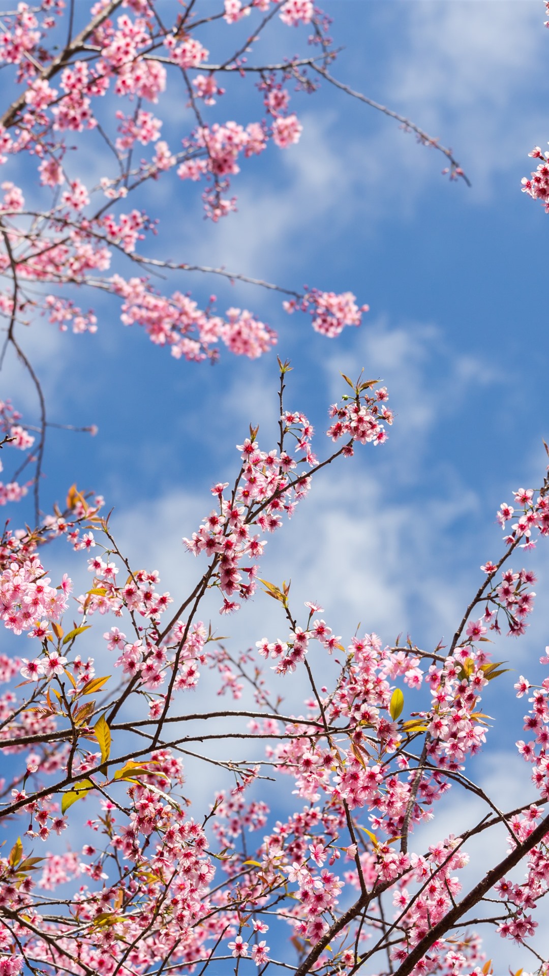 Spring Sakura Flowering Pink Flowers Twigs iPhone Xs