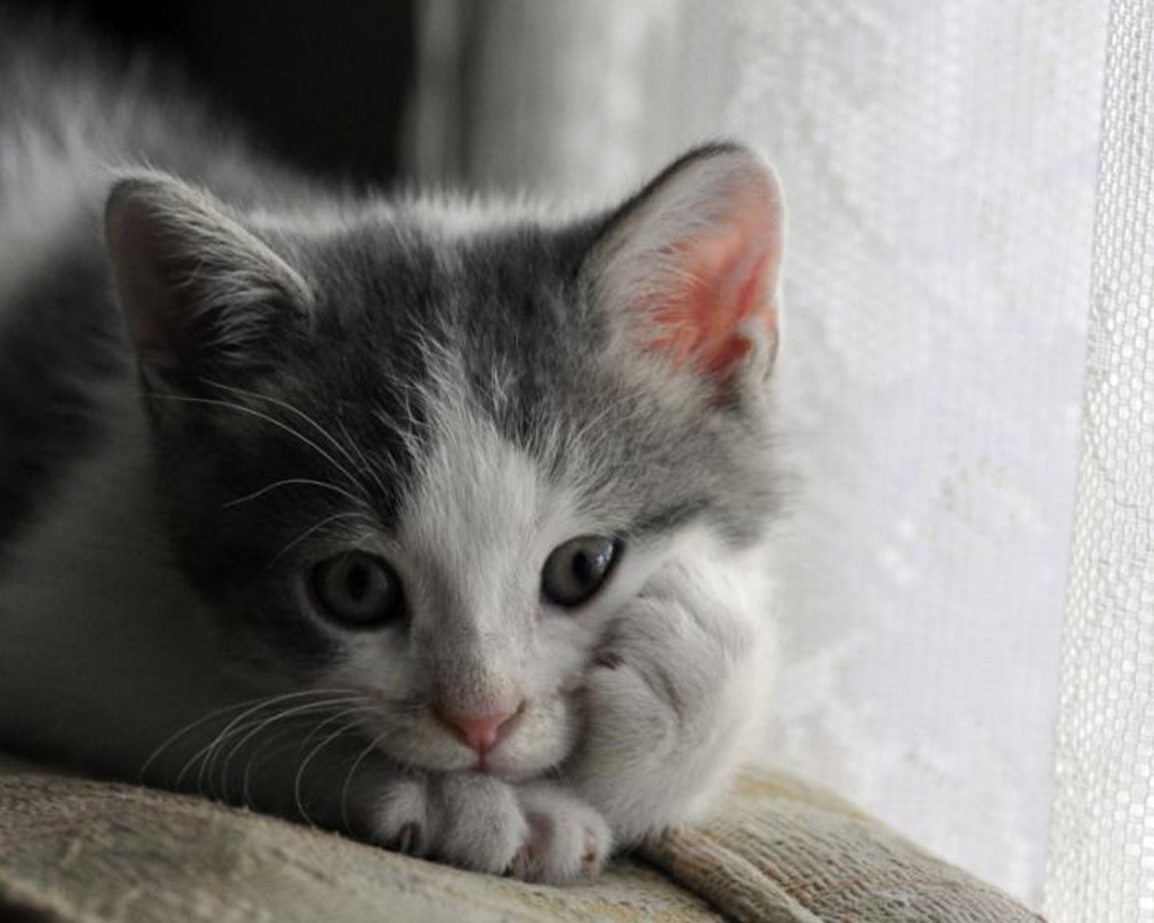 Thinking Of You Kitten Window