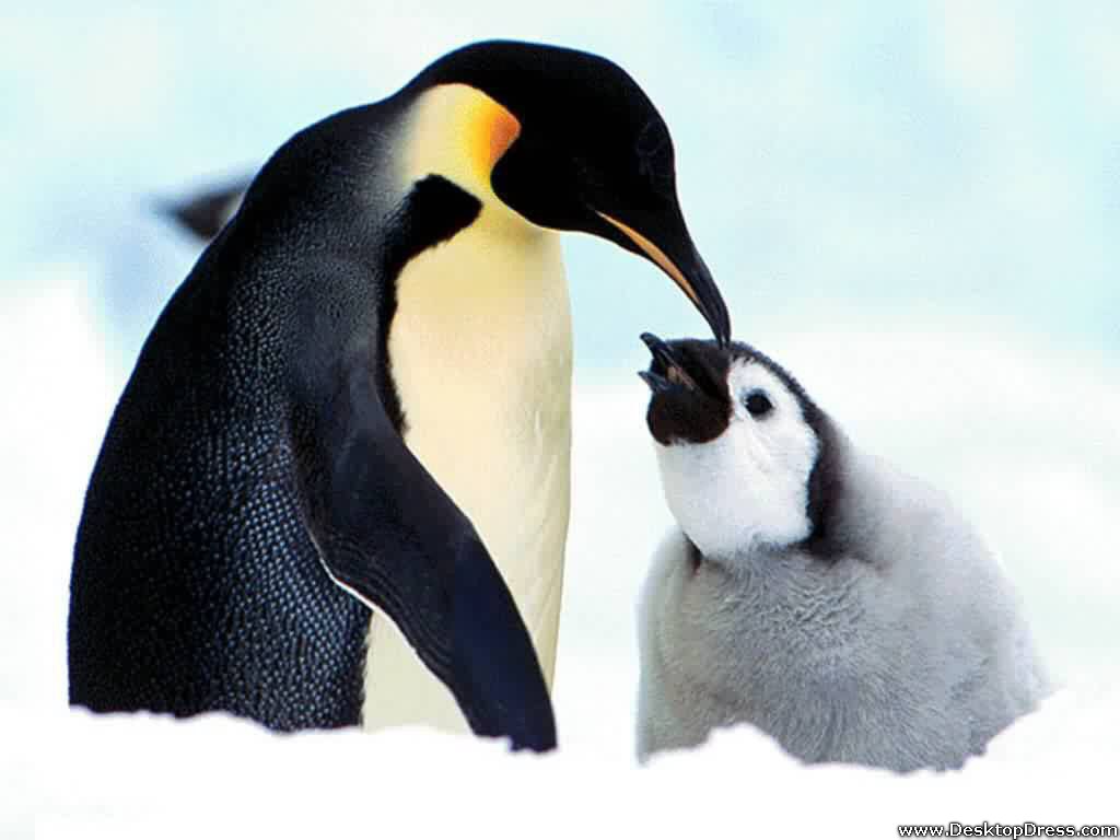Desktop Wallpapers Animals Backgrounds Penguin Family www