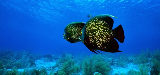 French Angelfish Wallpaper Wide UHD Pomacanthus Paru