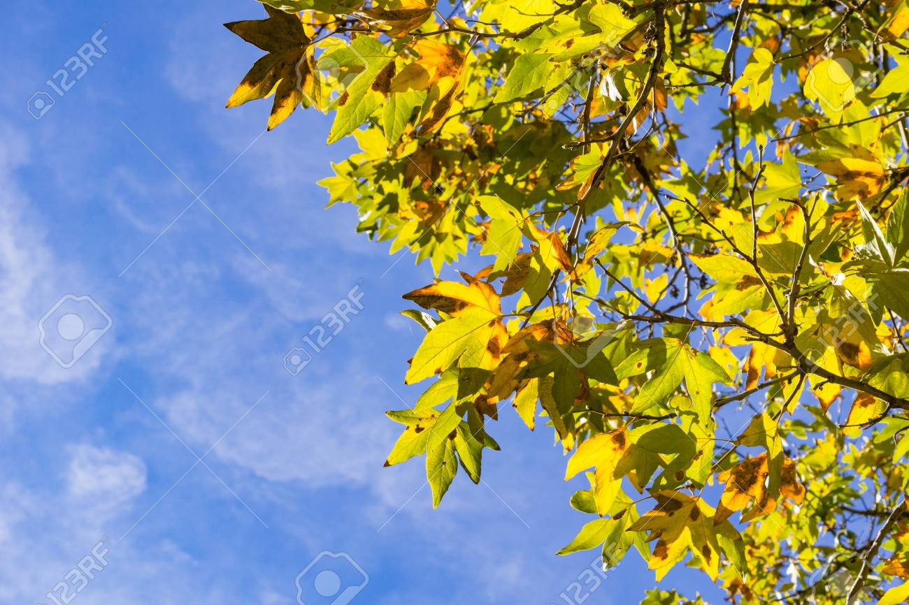Sycamore Tree Leaves On A Sky Background California Stock Photo