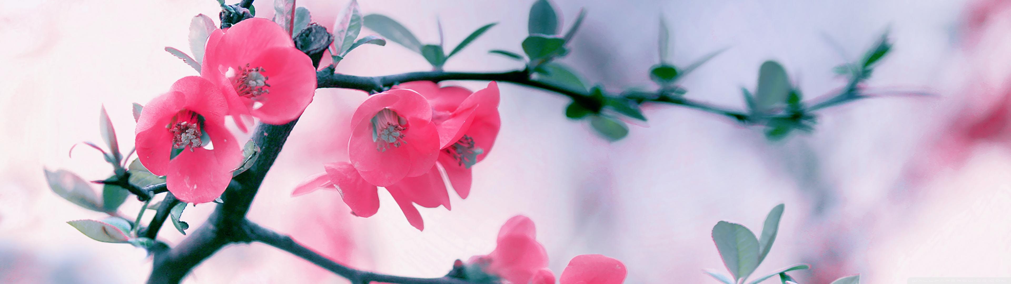 Pink Blossom Flowers Spring Ultra HD Desktop Background Wallpaper