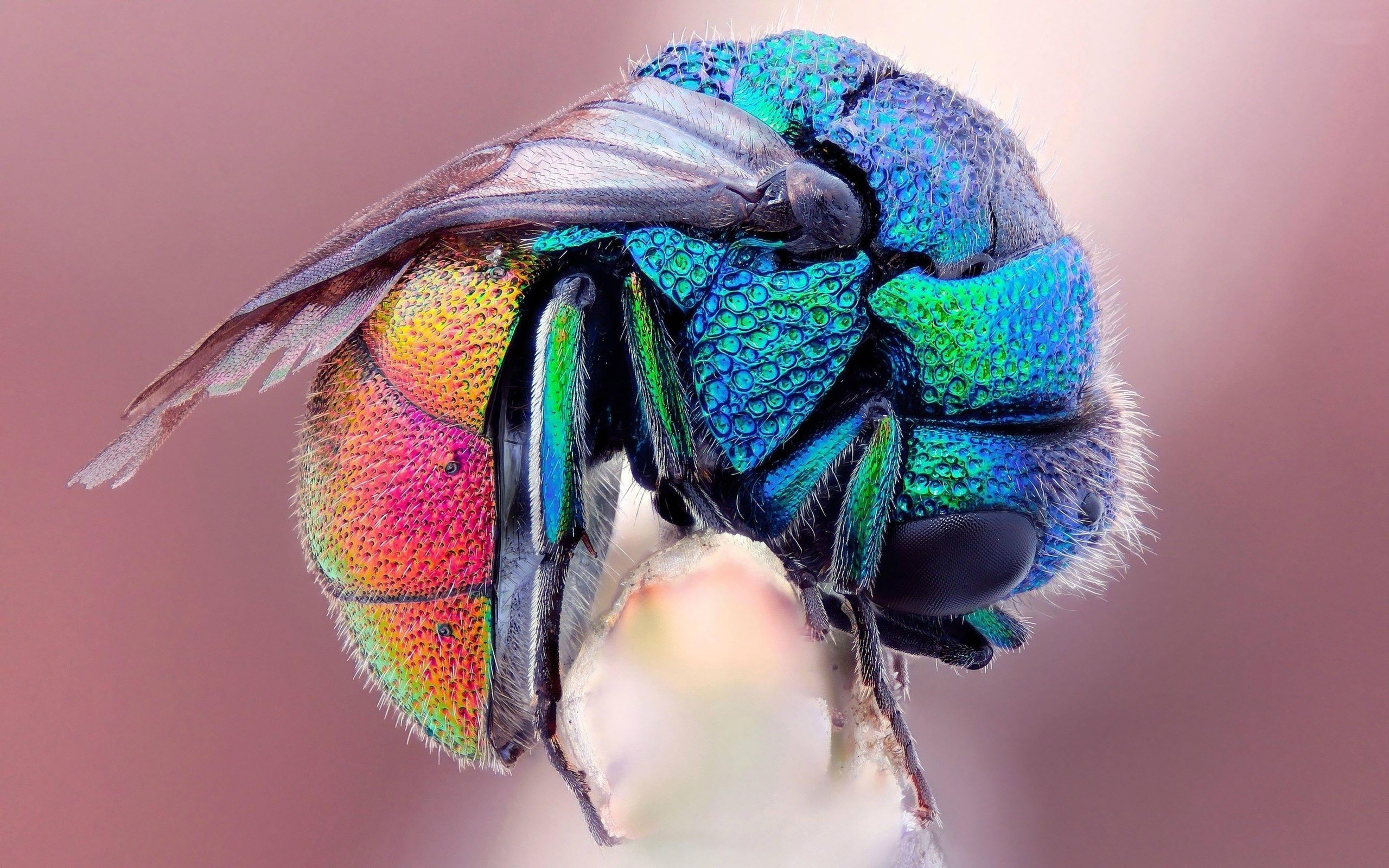 Insects Wallpaper