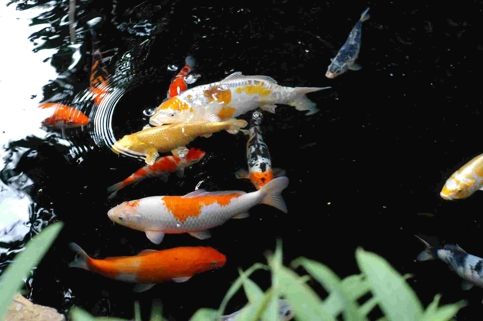 Fish And Beautiful Background Make Koi Live Wallpaper Better Than The