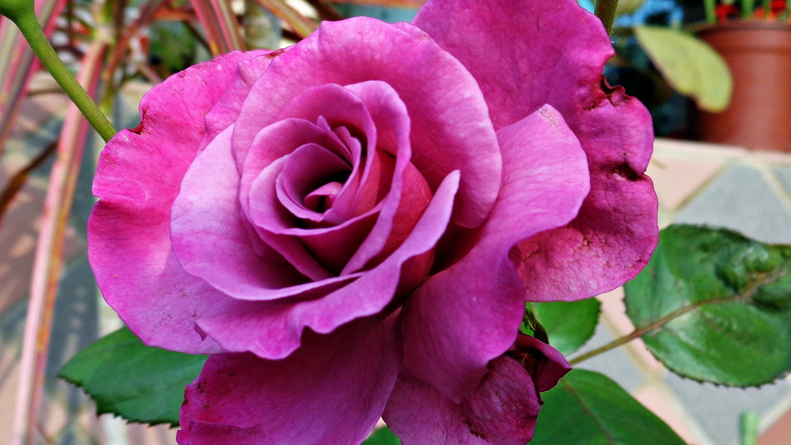 Big Purple Rose Wallpaper And Image Pictures Photos