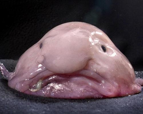 Blobfish Live Deep In The Ocean And Are Specialized To Exceedingly