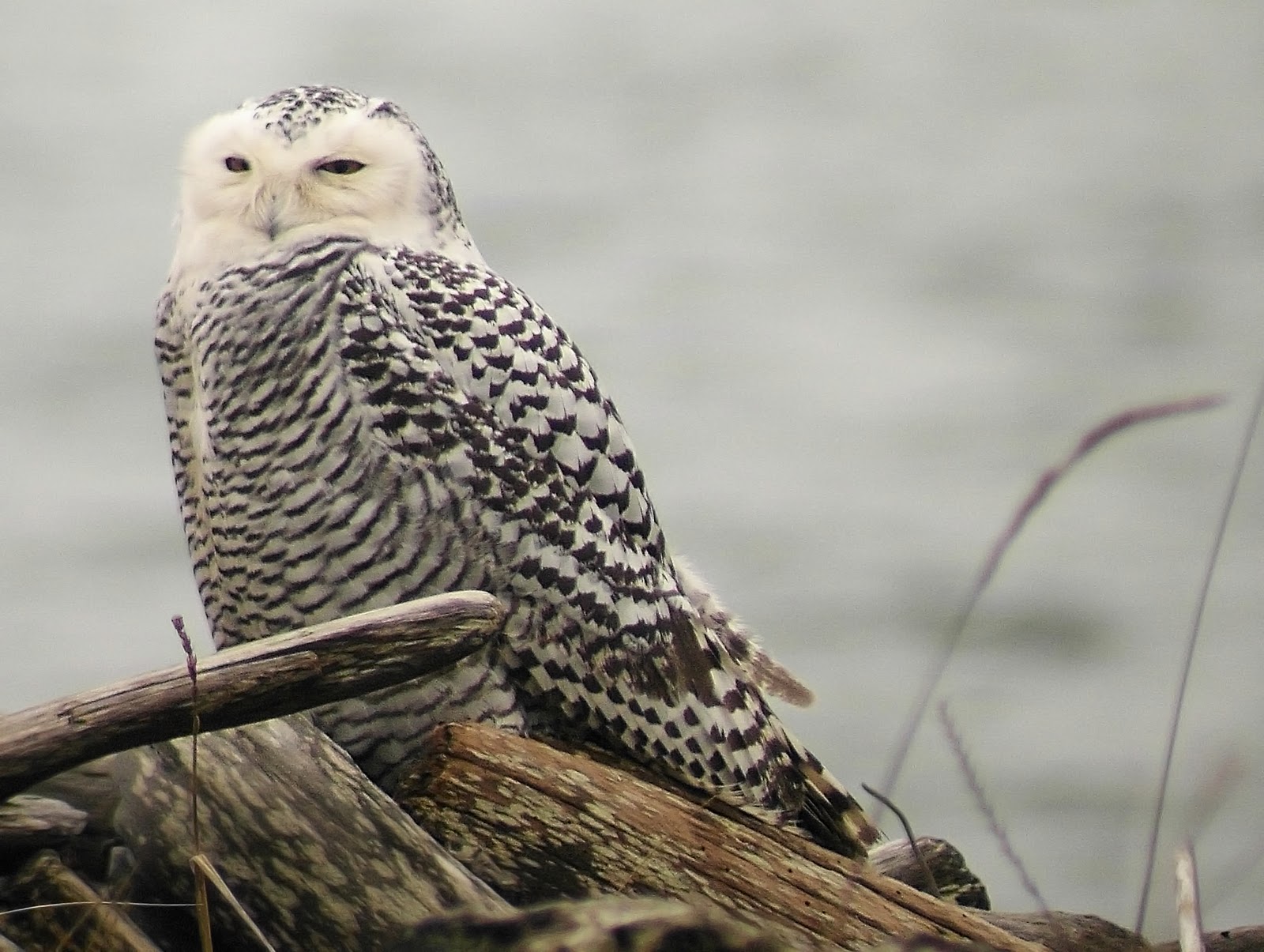 Snowy Owl Whidbey Island Screensavers For Ipad Owls Owl Snowy