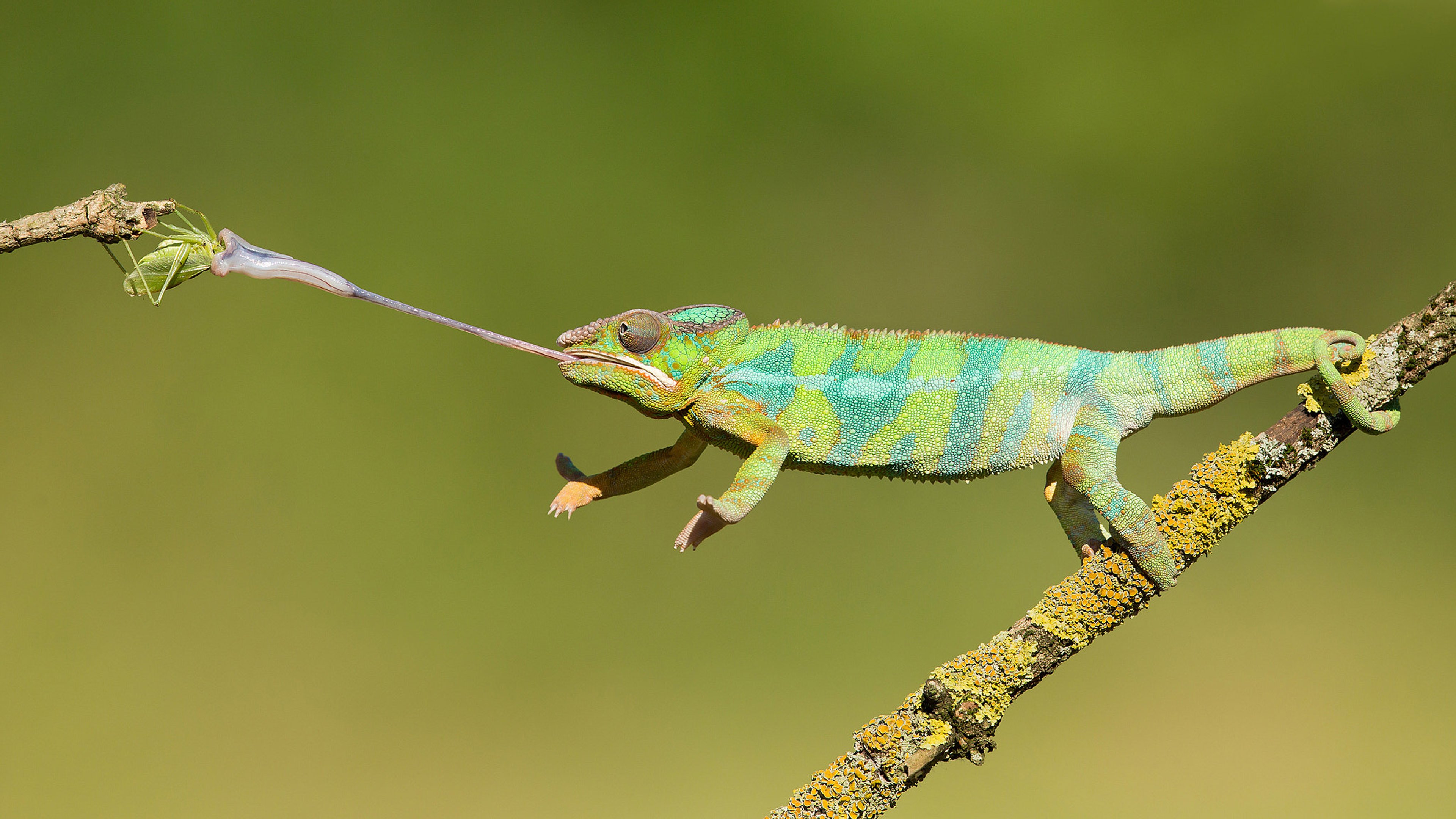 Chameleon Hunting On Insects Animals With Long Tongues Changing