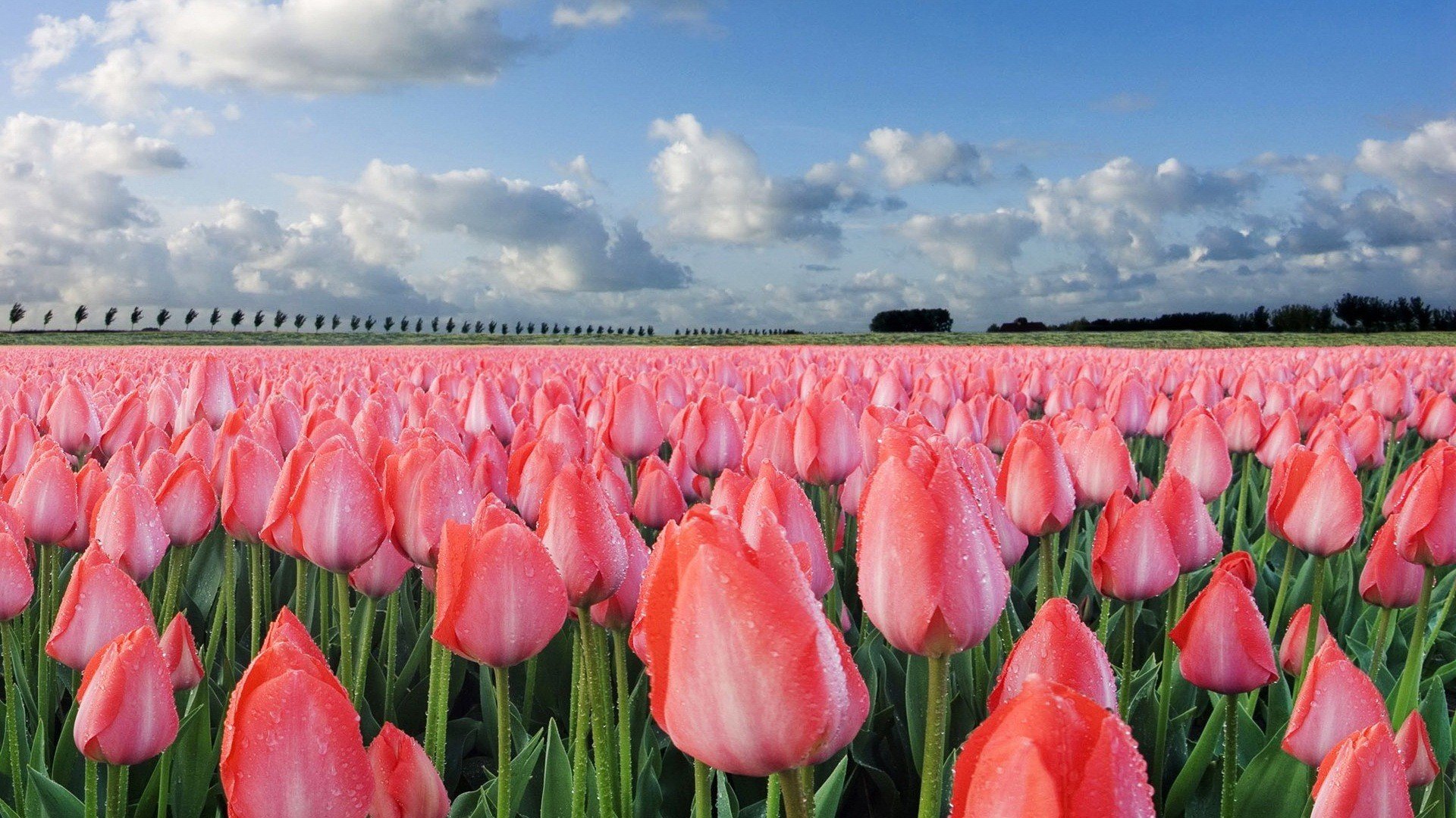 Landscapes Nature Tulips Wallpaper